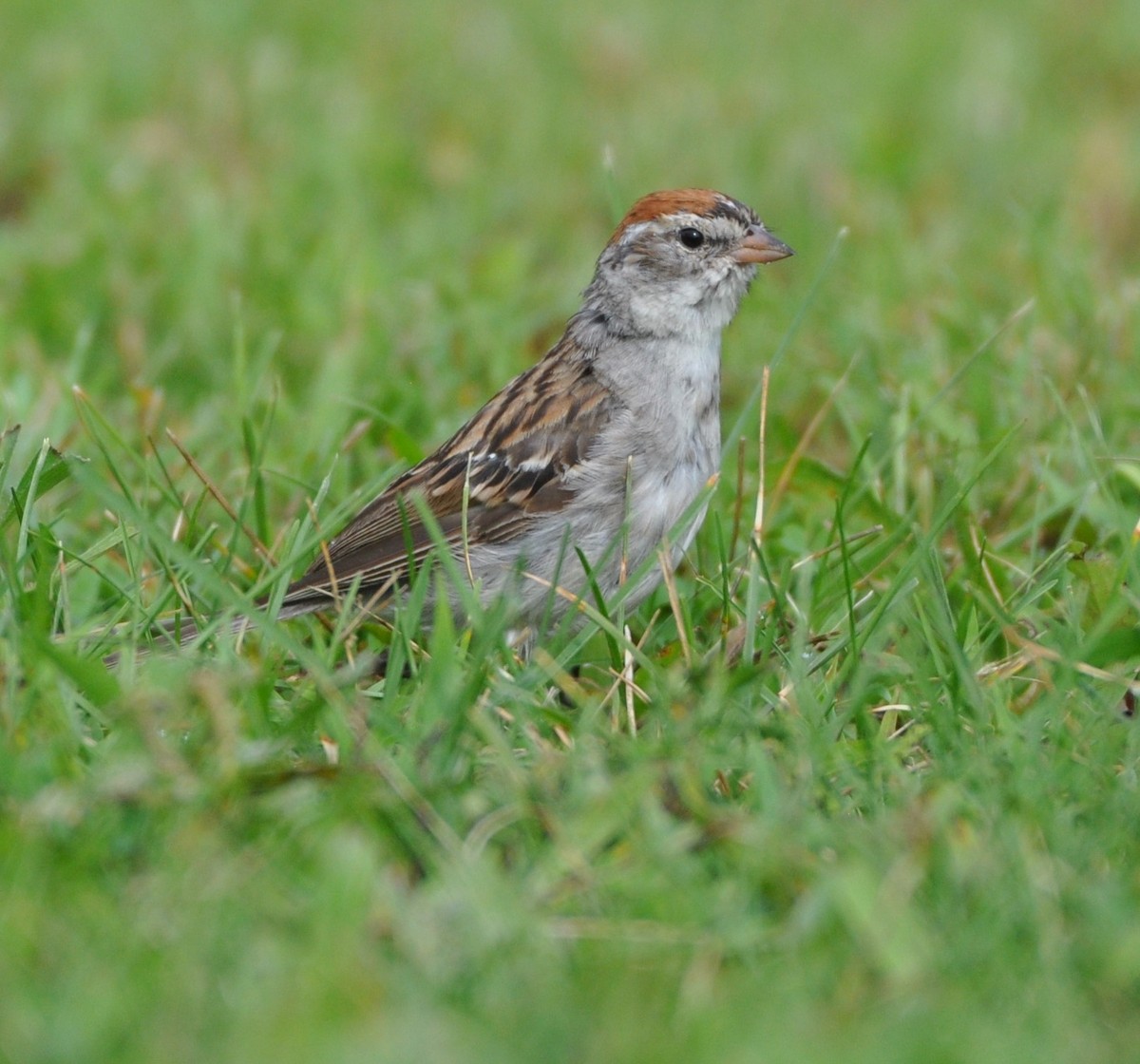 Chipping Sparrow - ML255466701