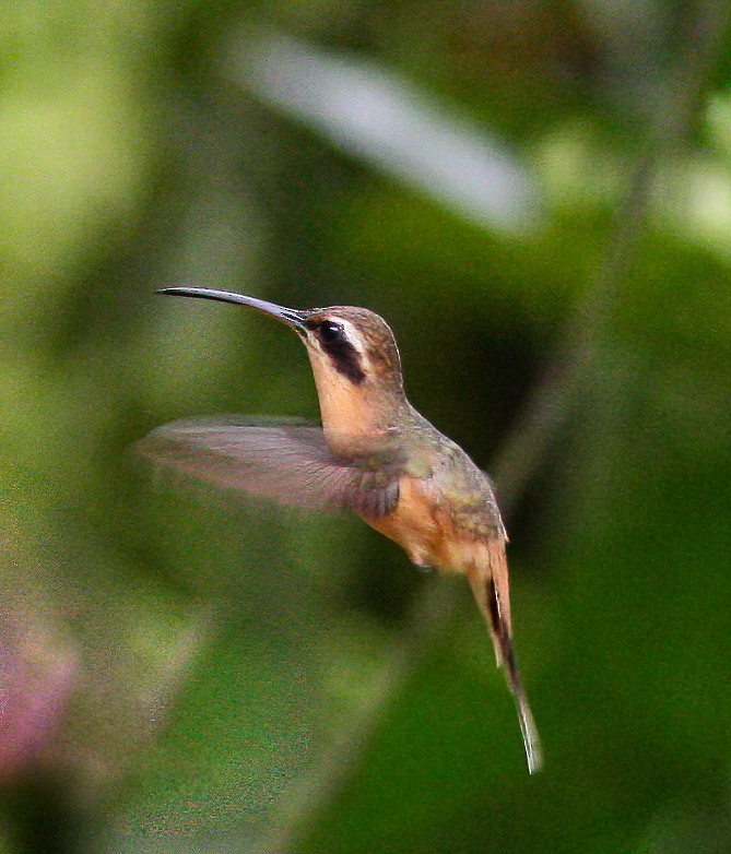 Gray-chinned Hermit - Per Smith
