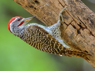  - Speckle-throated Woodpecker