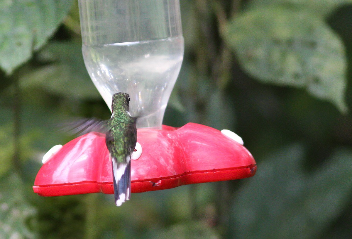 kolibřík ekvádorský - ML255471071