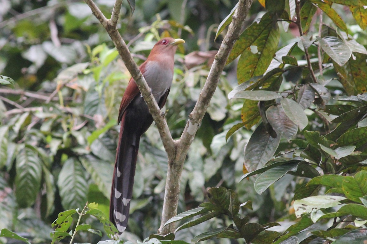 Squirrel Cuckoo (Amazonian) - Margaret Viens