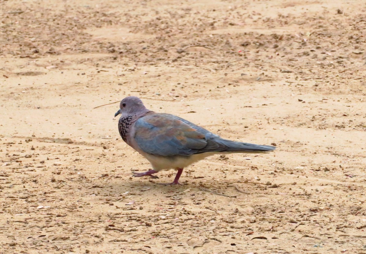 Laughing Dove - ML255473171