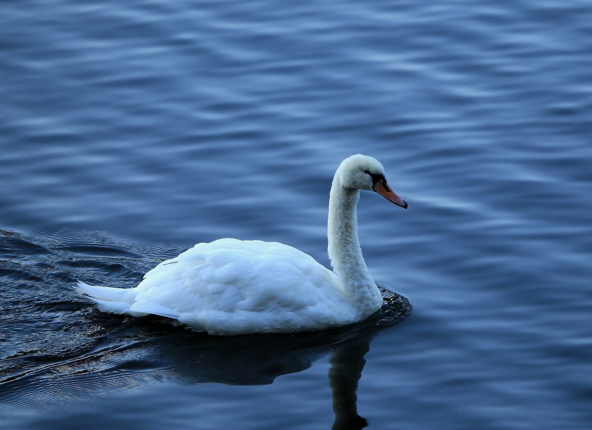 Mute Swan - Helena  Backes