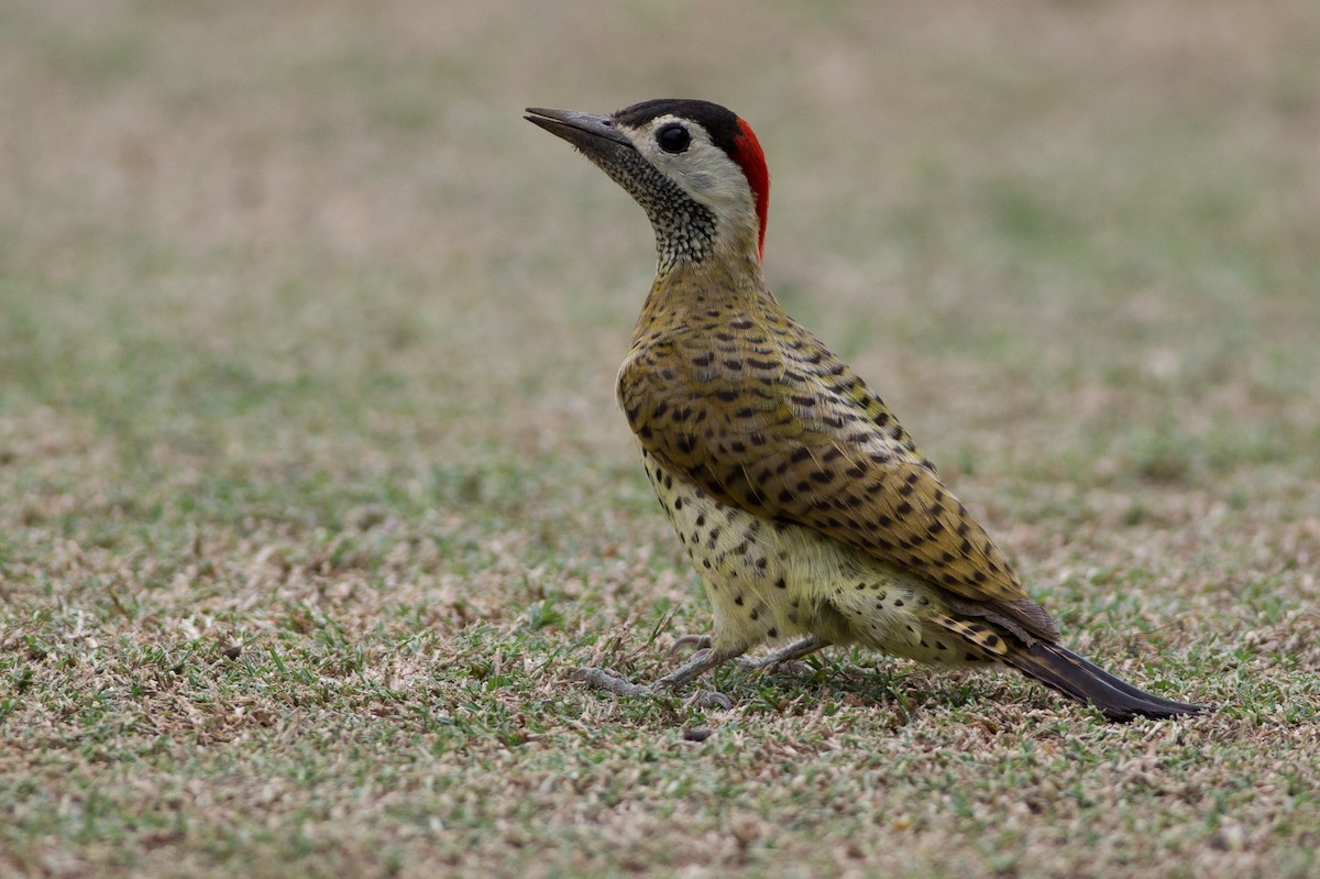 Spot-breasted Woodpecker - ML25547661