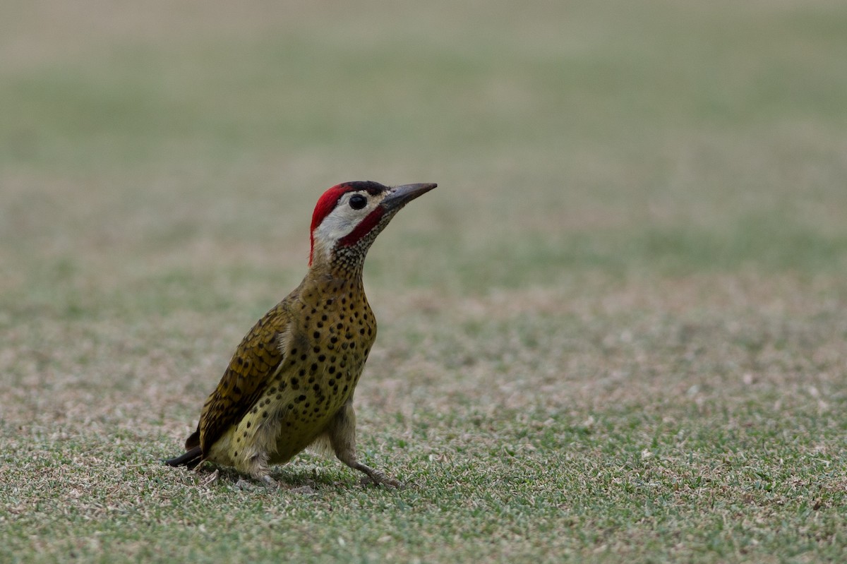 Spot-breasted Woodpecker - ML25547671