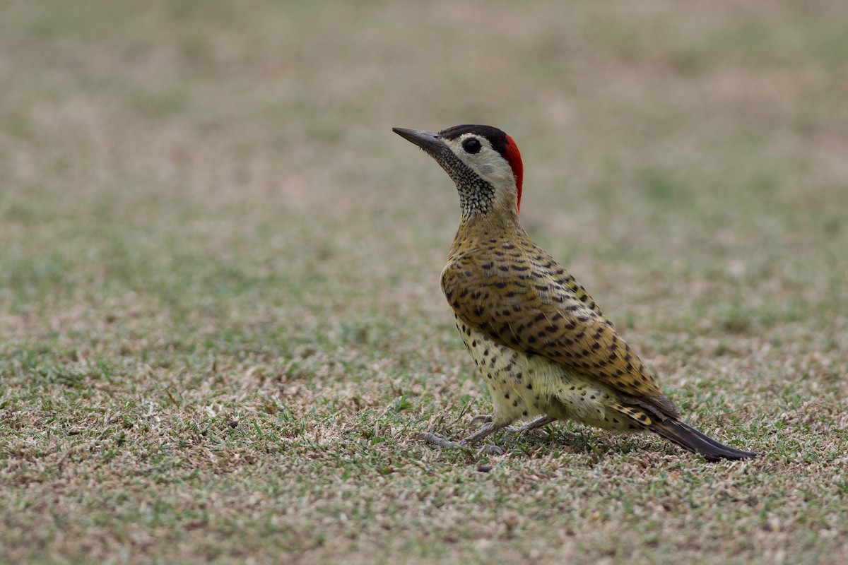 Spot-breasted Woodpecker - ML25547681