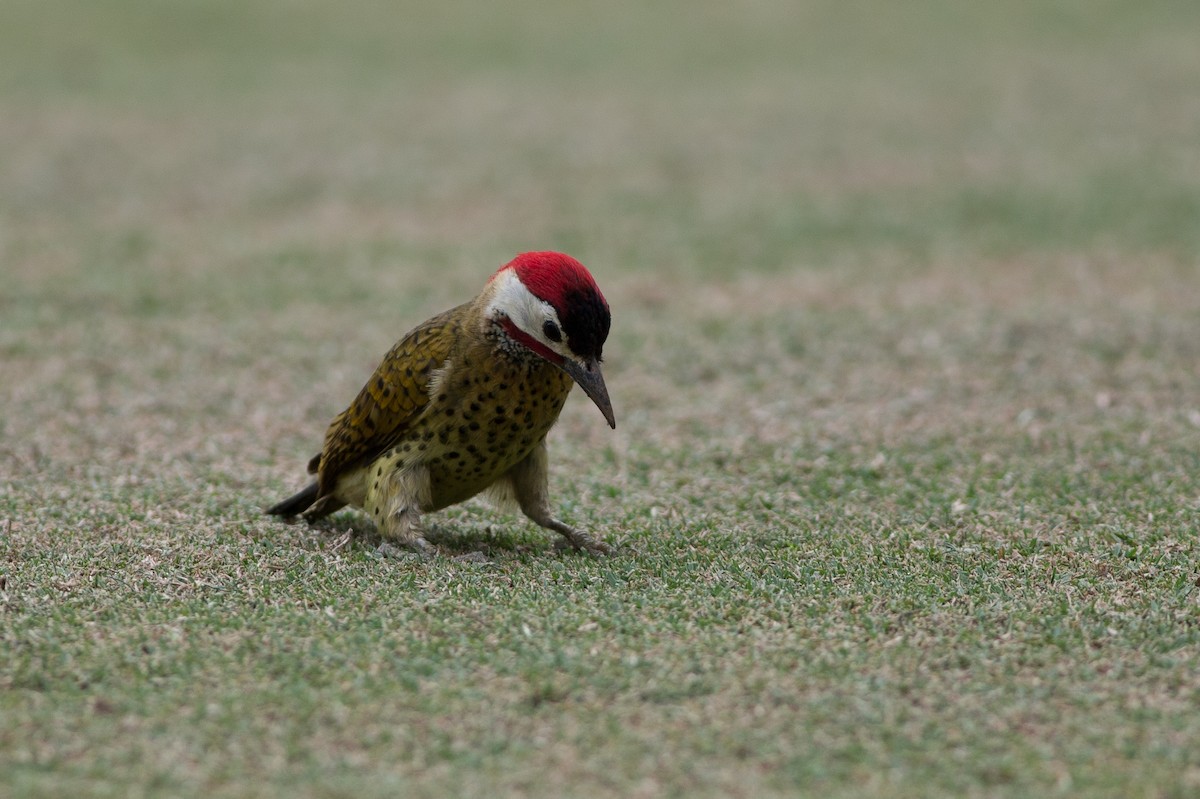 Spot-breasted Woodpecker - ML25547691