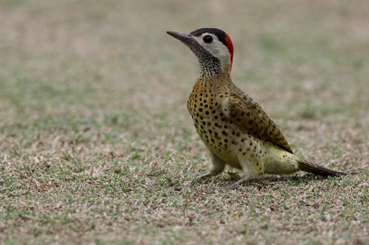 Spot-breasted Woodpecker - Chris Wood