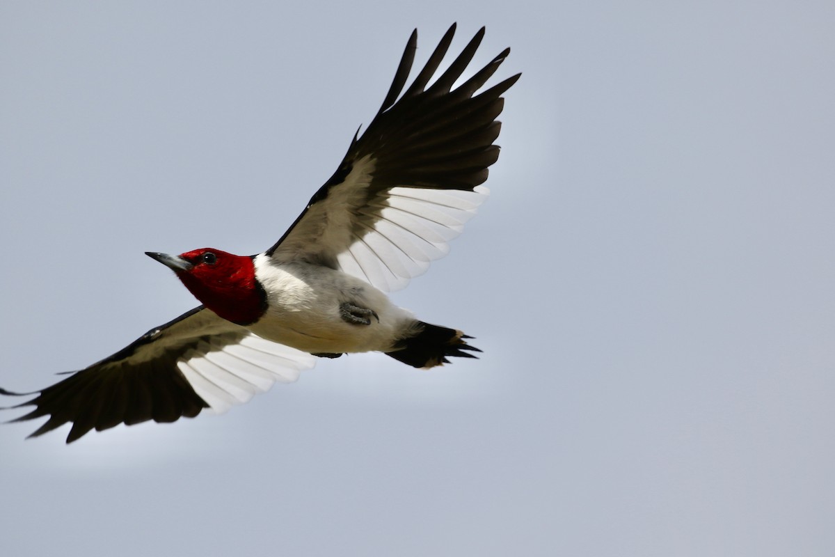 Red-headed Woodpecker - Karl Bardon
