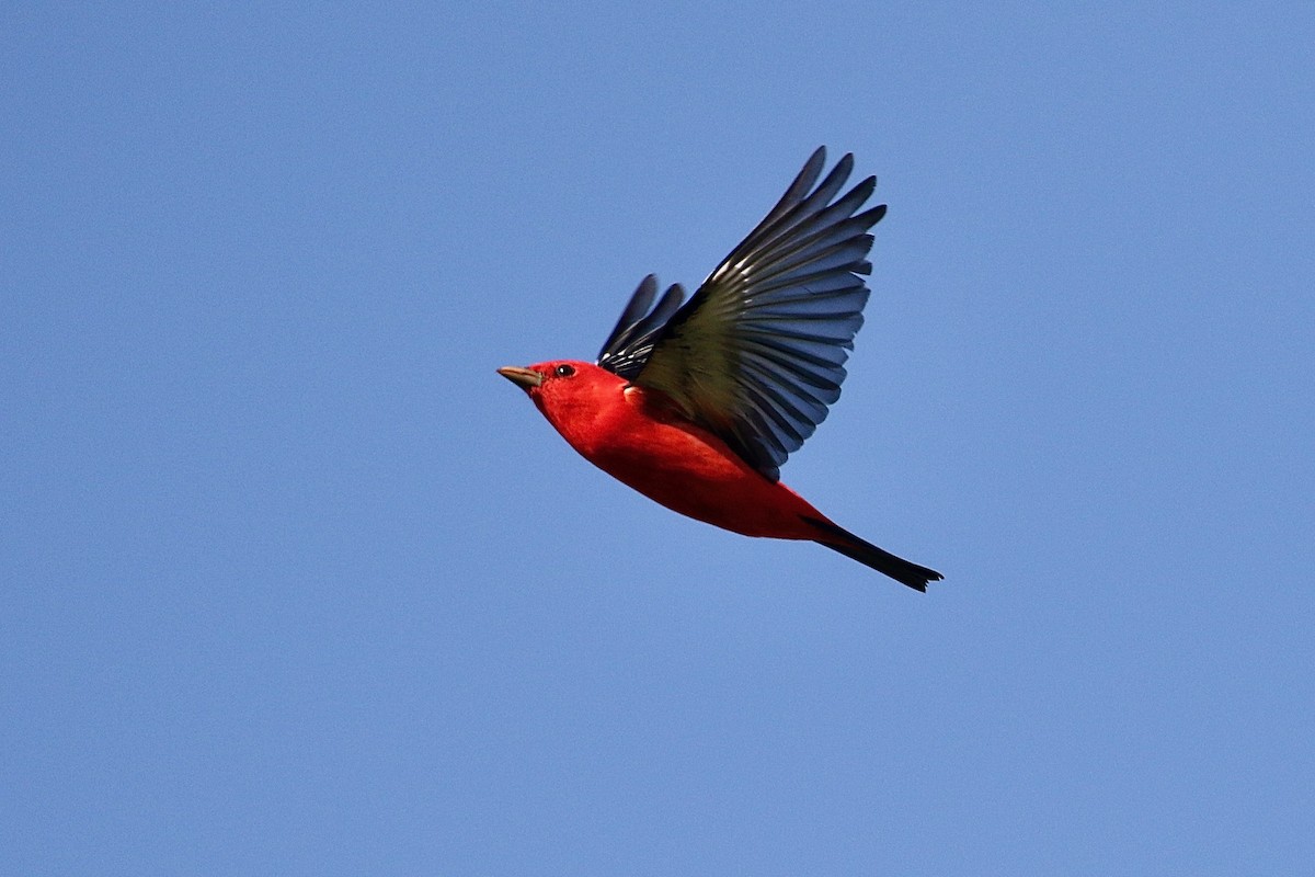 Scarlet Tanager - ML255480501