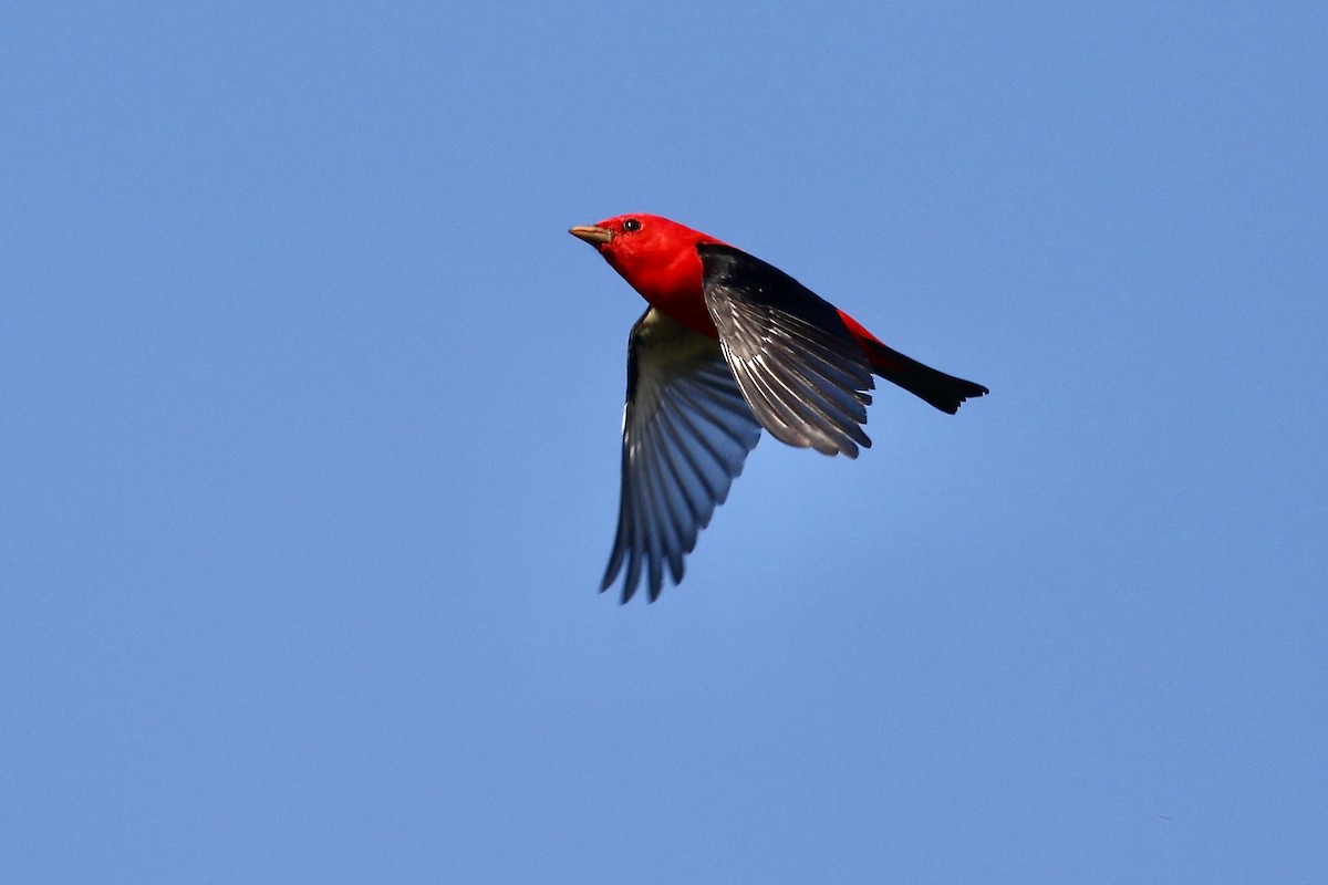Scarlet Tanager - ML255480661