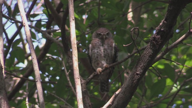 Cuban Pygmy-Owl - ML255485141