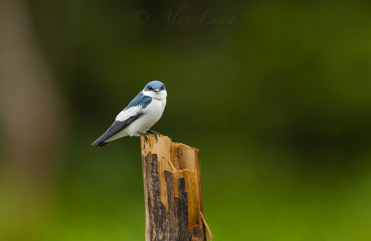 White-winged Swallow - ML255485441
