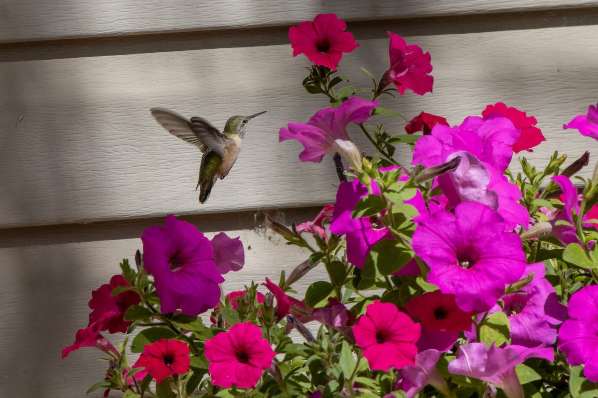 Calliope Hummingbird - Jordie Braun
