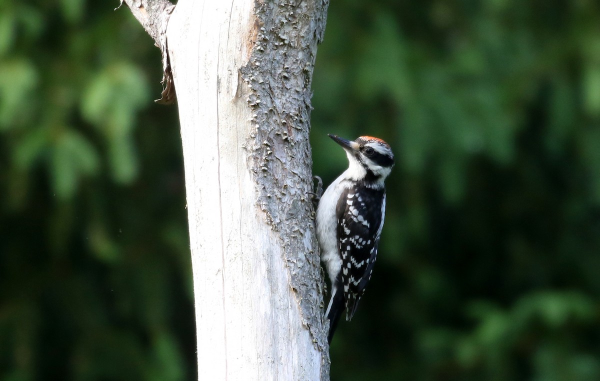 Downy Woodpecker (Eastern) - ML255486411