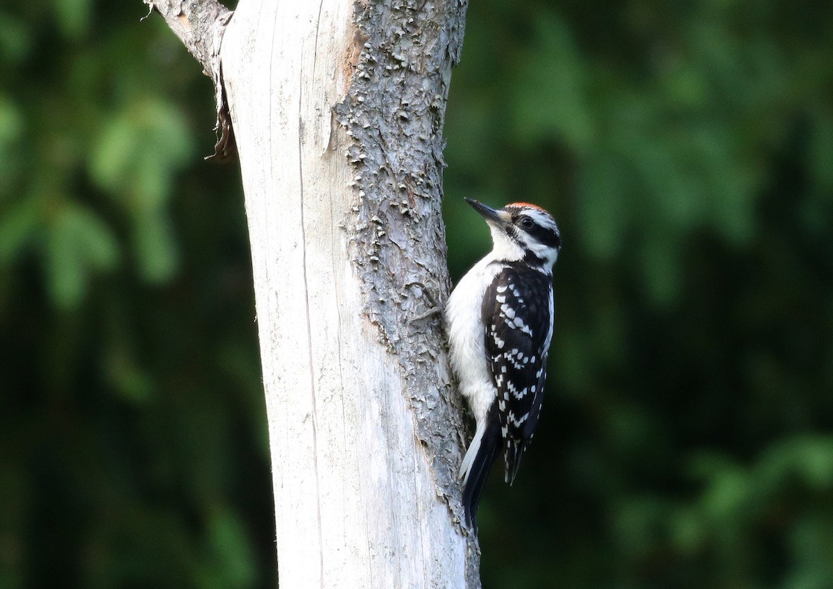 Downy Woodpecker (Eastern) - ML255486421
