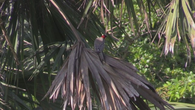 West Indian Woodpecker - ML255488291