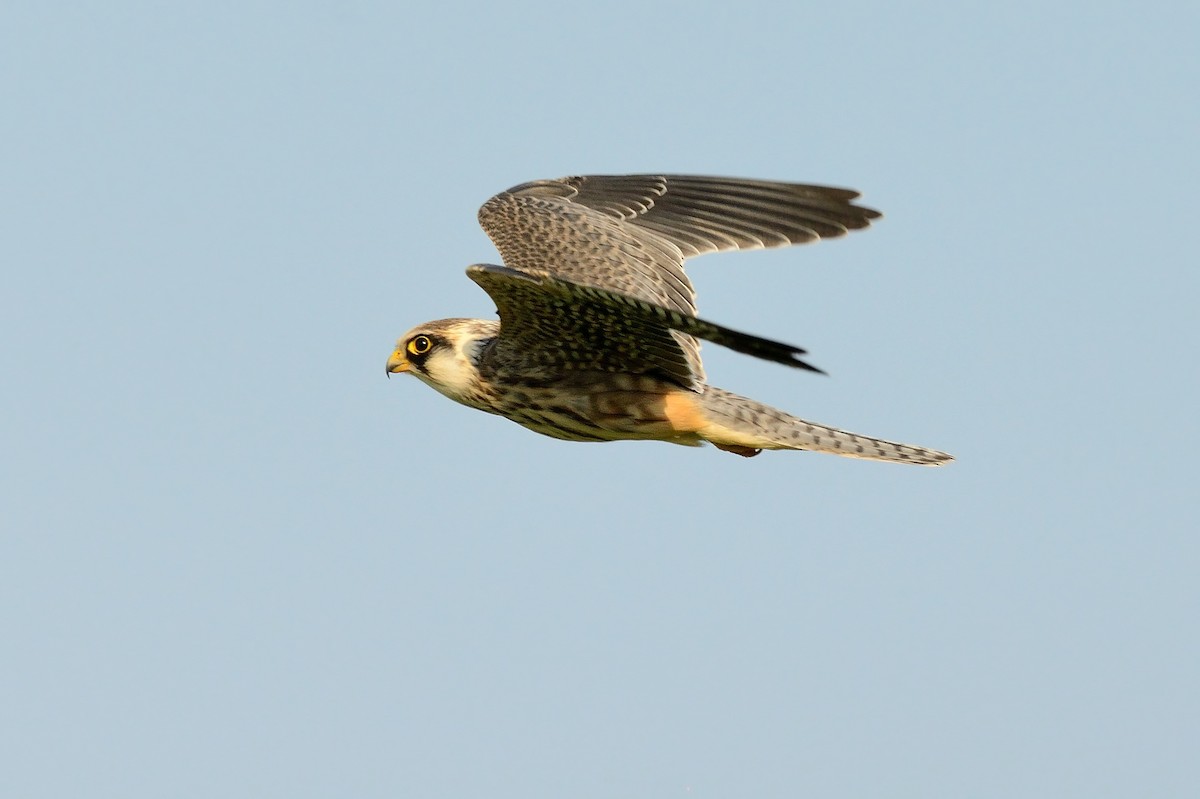 Red-footed Falcon - ML255489591