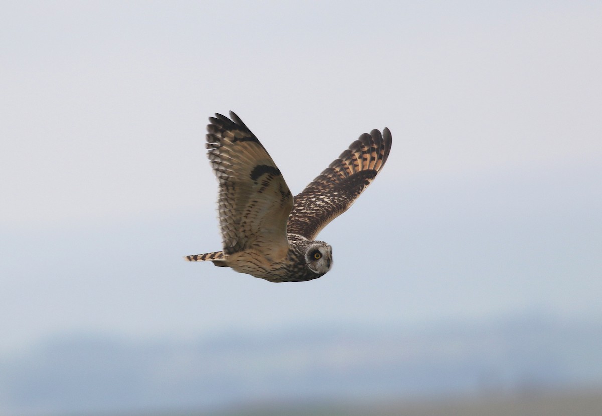 Short-eared Owl (Northern) - Daniel Branch