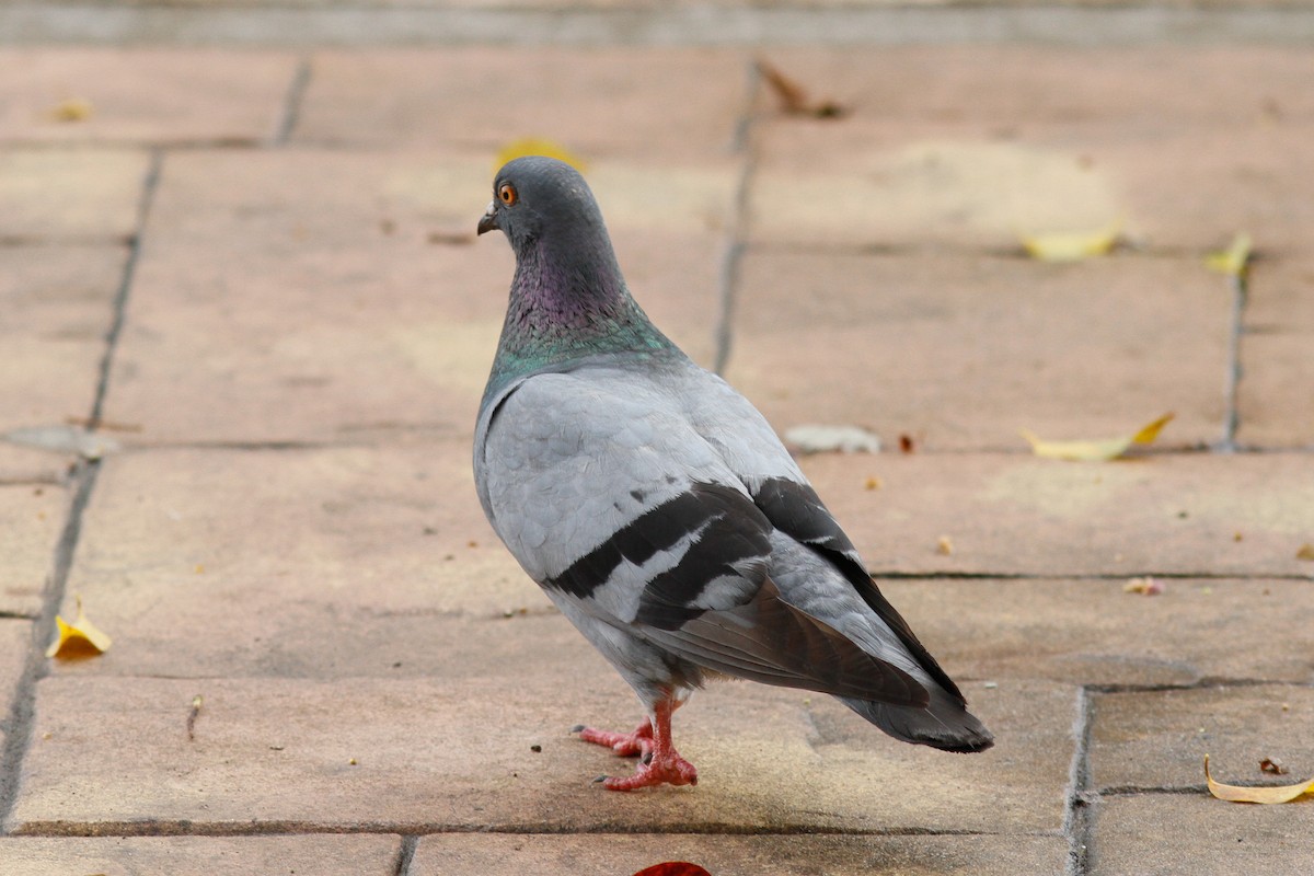 Rock Pigeon (Feral Pigeon) - Justyn Stahl