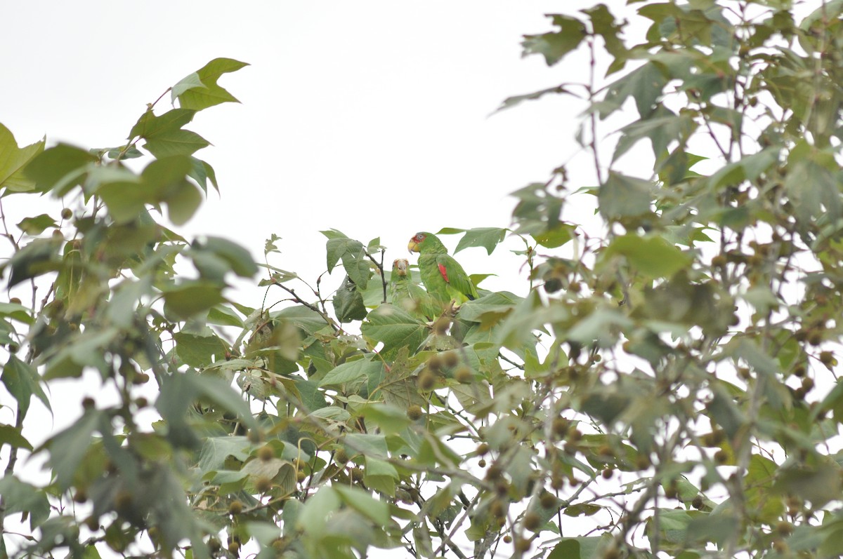 White-fronted Parrot - ML255491711
