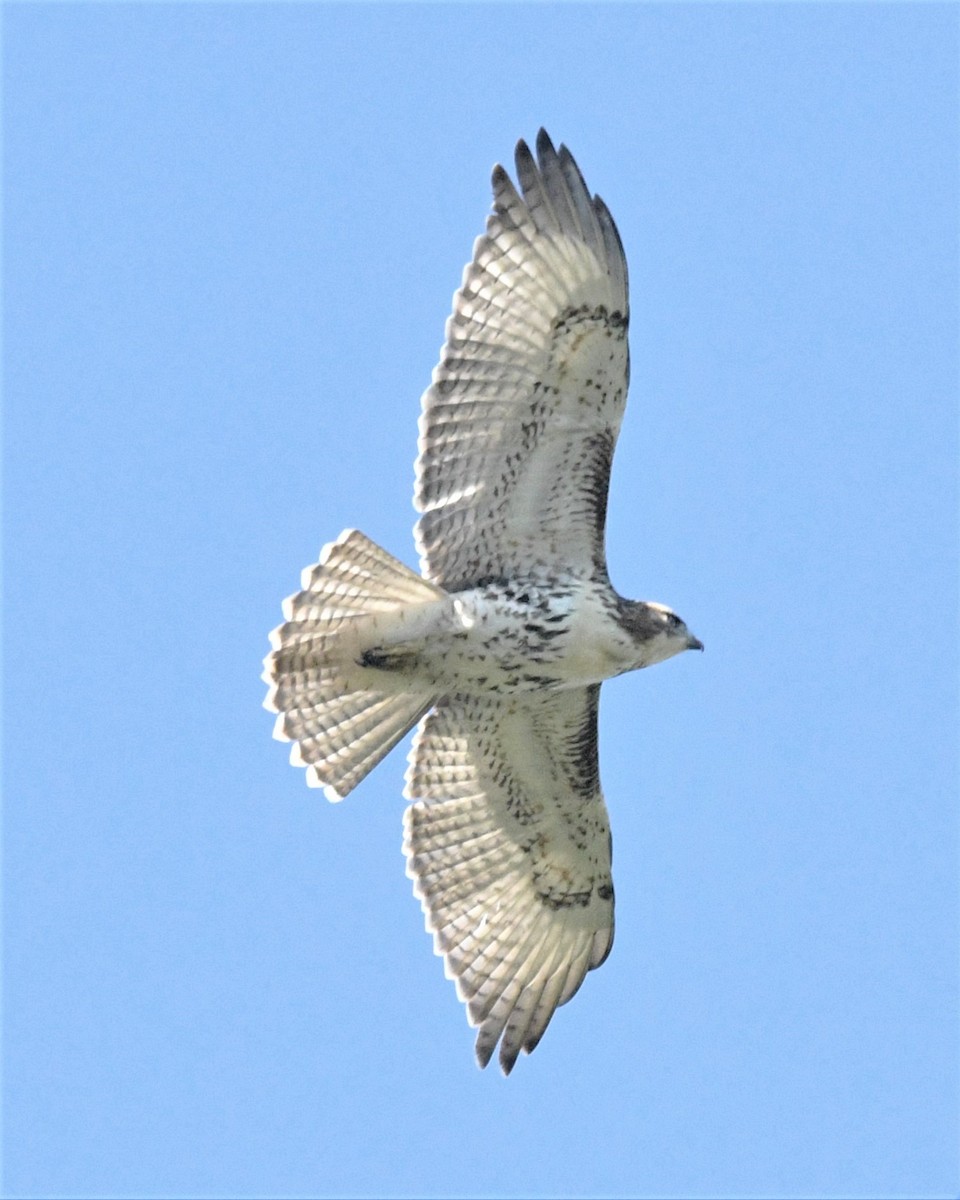 Red-tailed Hawk - John Siller