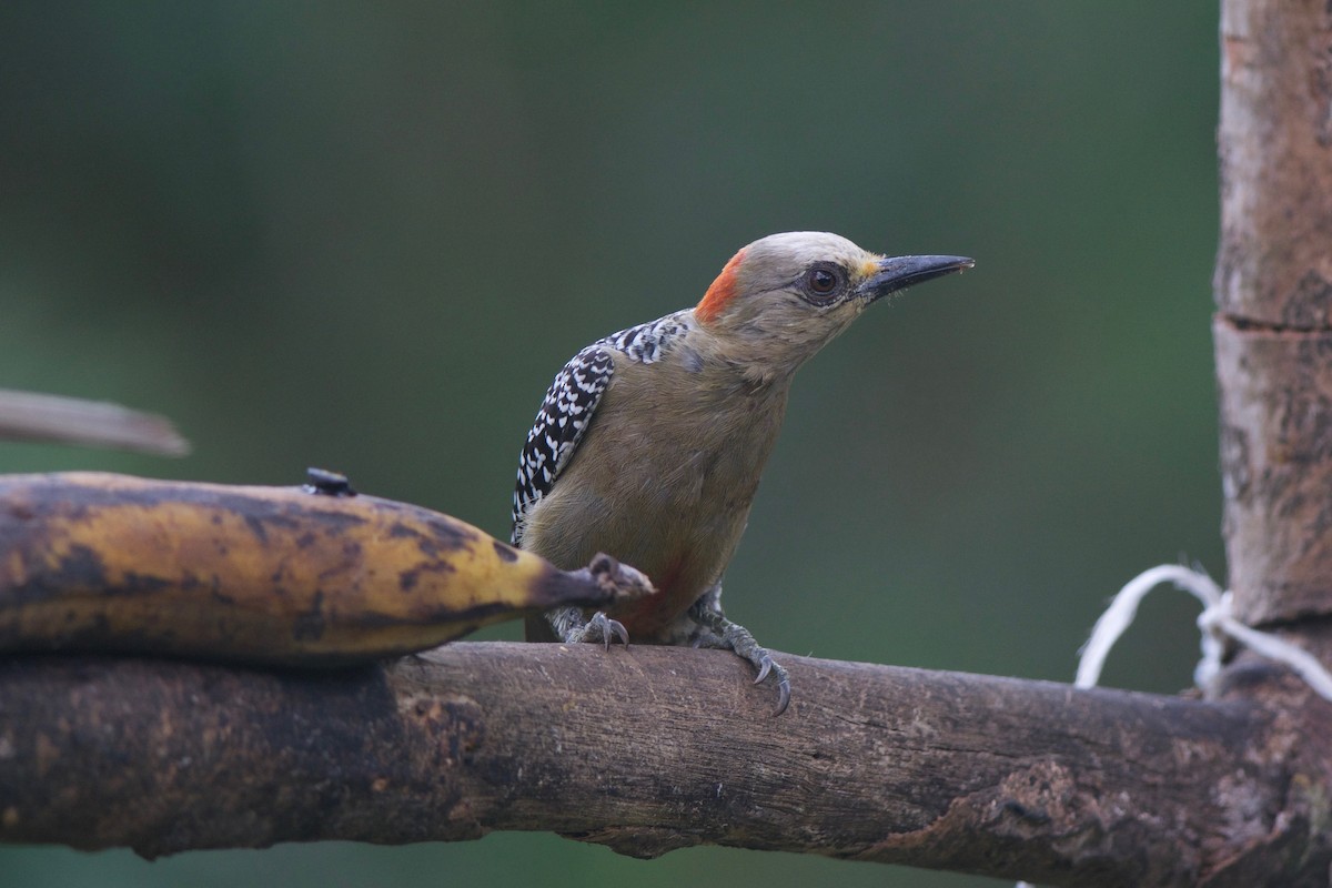 Red-crowned Woodpecker - Cory Gregory