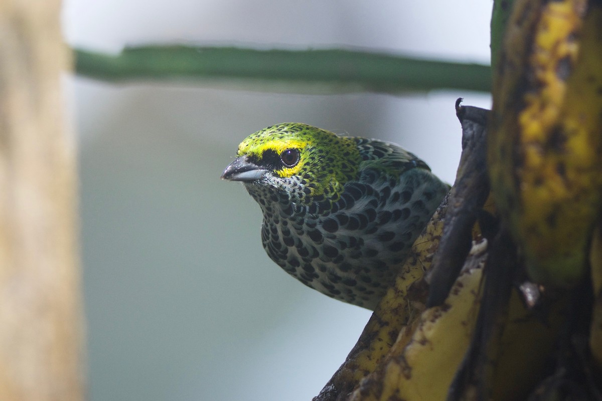 Speckled Tanager - ML255503701