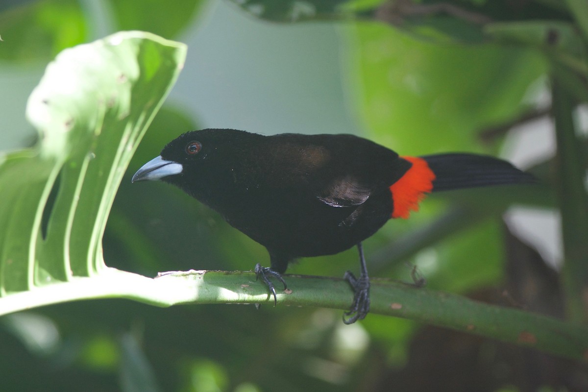 Scarlet-rumped Tanager (Cherrie's) - ML255504951
