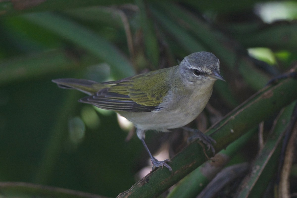 Tennessee Warbler - Cory Gregory