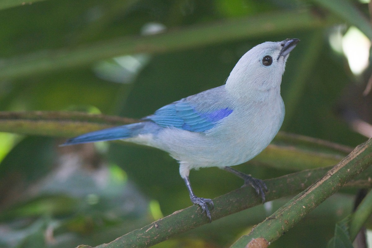 Blue-gray Tanager - ML255506341