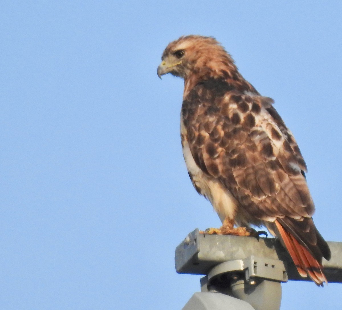 Red-tailed Hawk - ML255506391