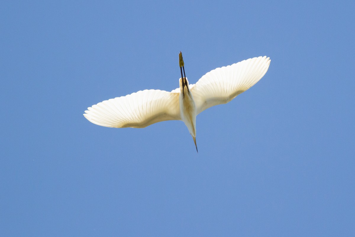 Snowy Egret - Nathan French