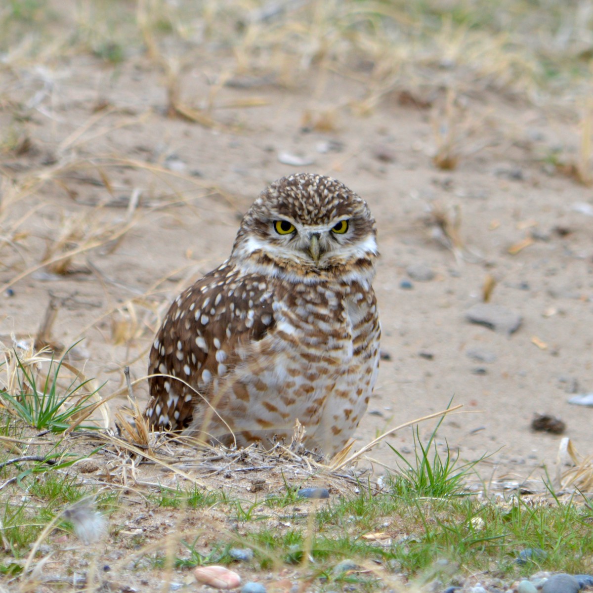 Burrowing Owl - ML255515641