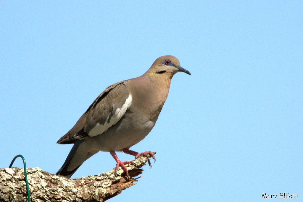 White-winged Dove - ML25551571