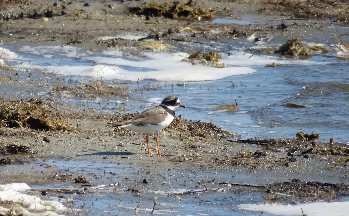 Common Ringed Plover - ML255515841