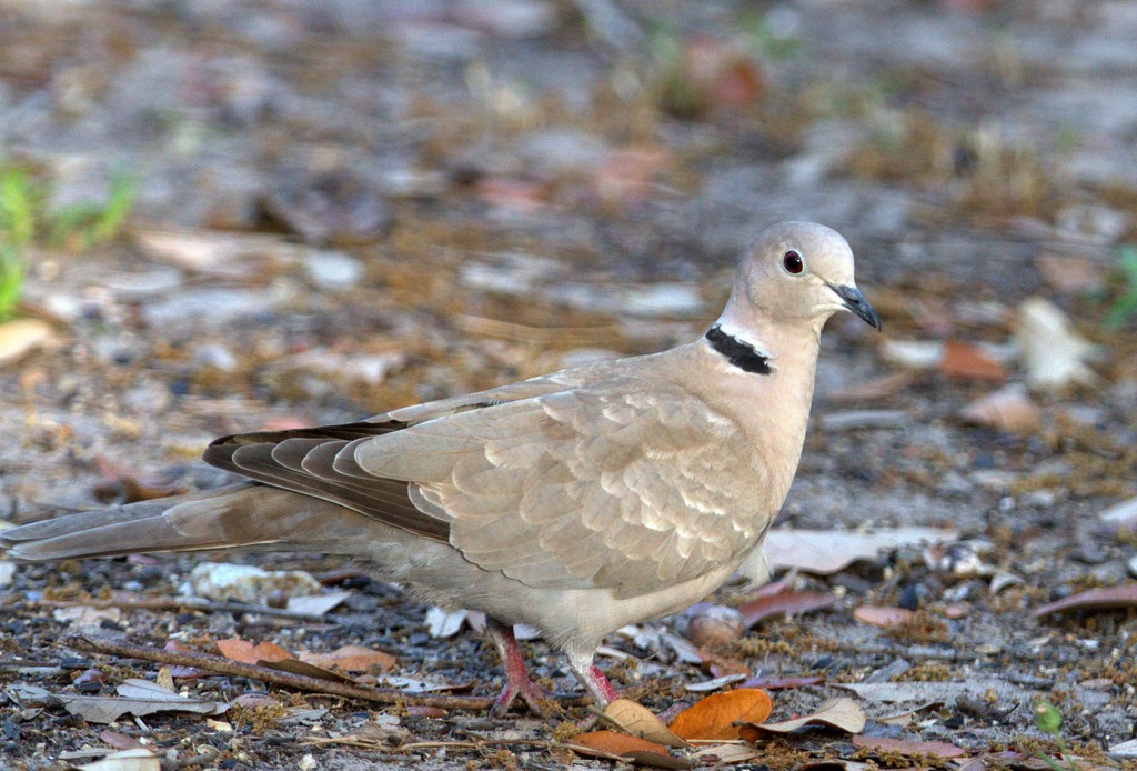 Eurasian Collared-Dove - ML25551591