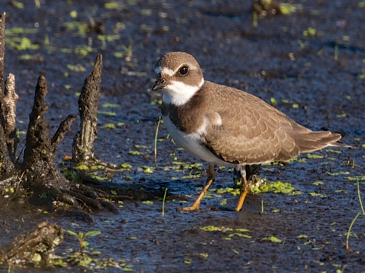 Semipalmated Plover - ML25551741