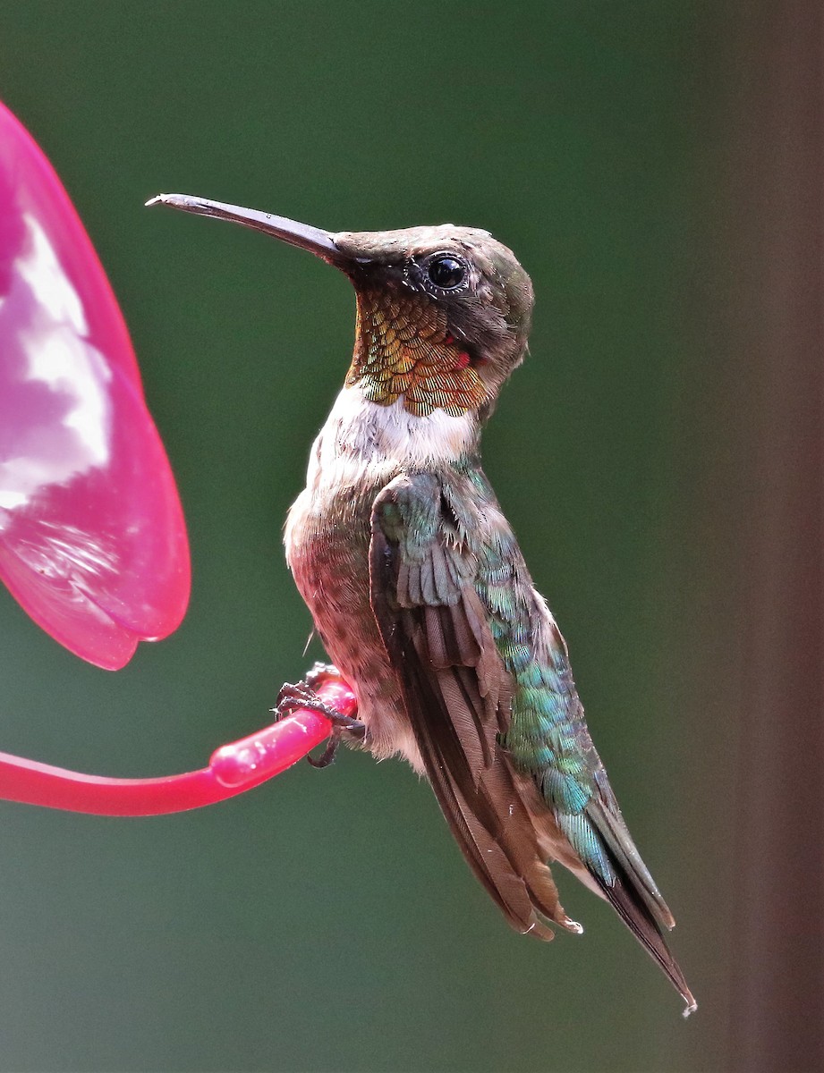 Ruby-throated Hummingbird - Evan Pannkuk