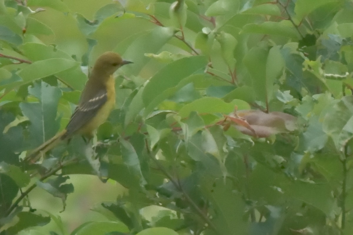 Orchard Oriole - ML255524601