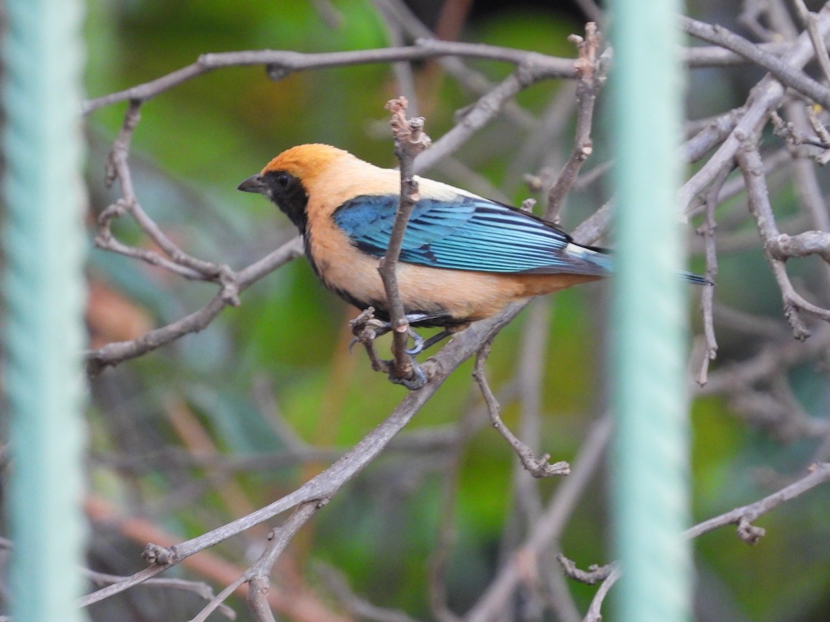 Burnished-buff Tanager - ML255526551