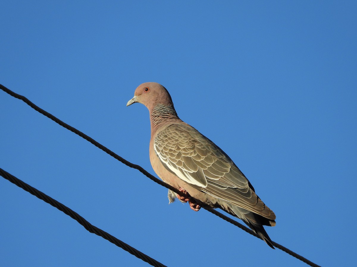 Pigeon picazuro - ML255526631