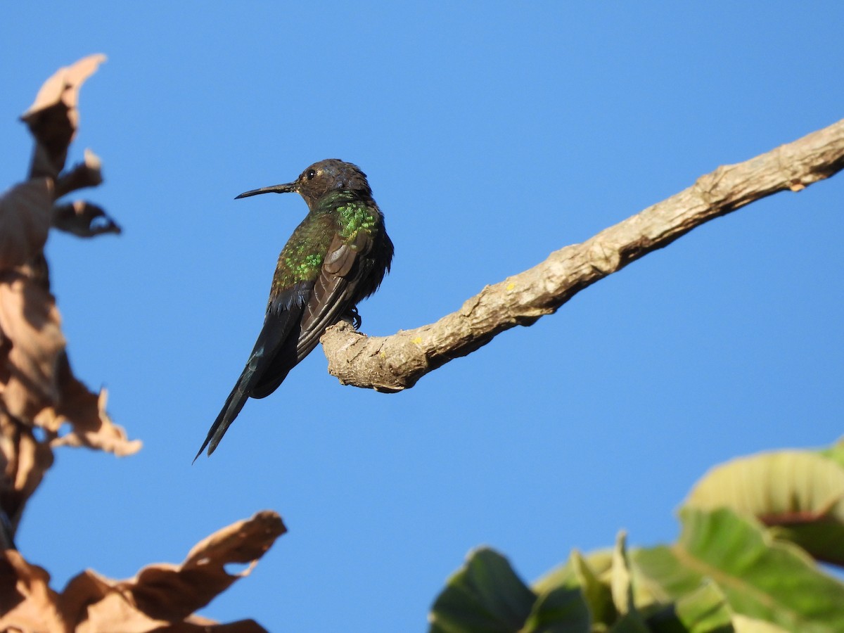 Swallow-tailed Hummingbird - ML255526911