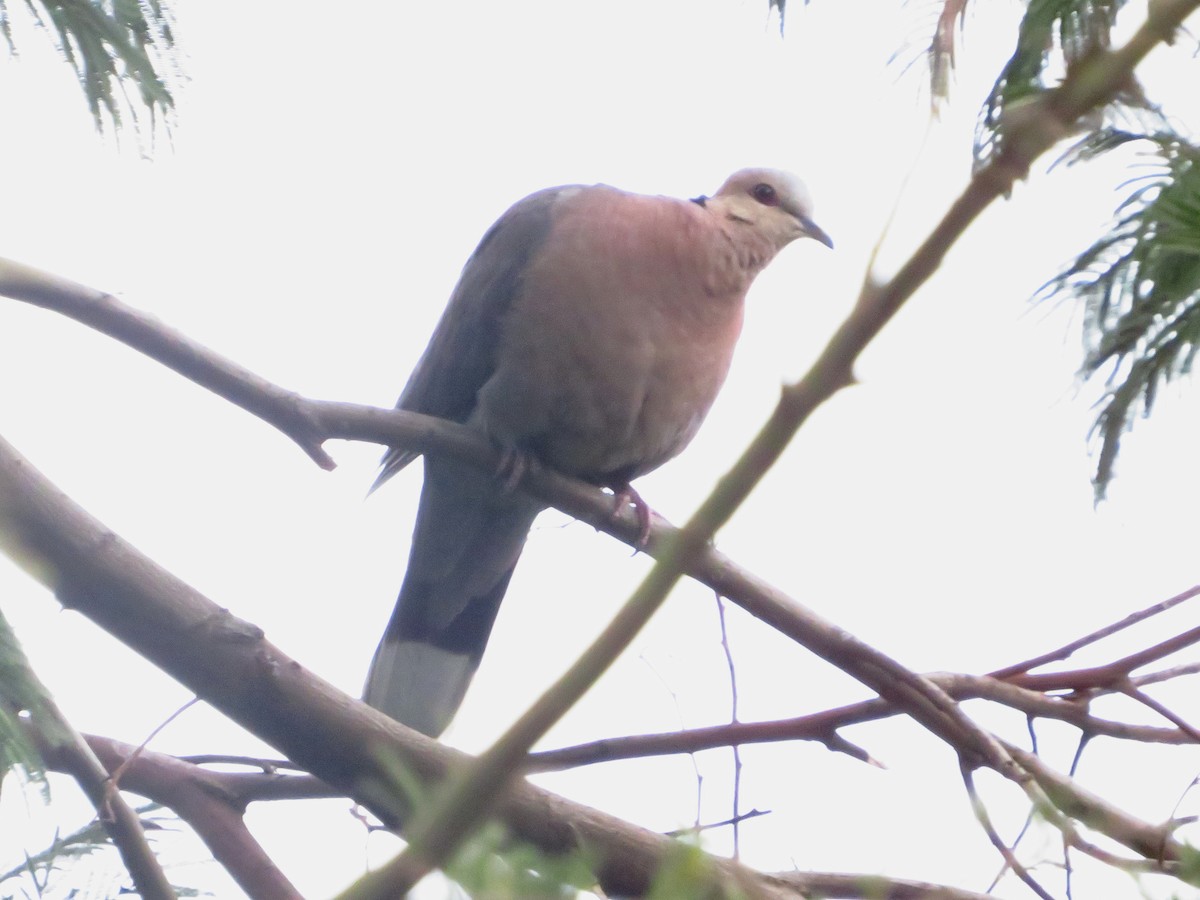 Red-eyed Dove - ML255526931