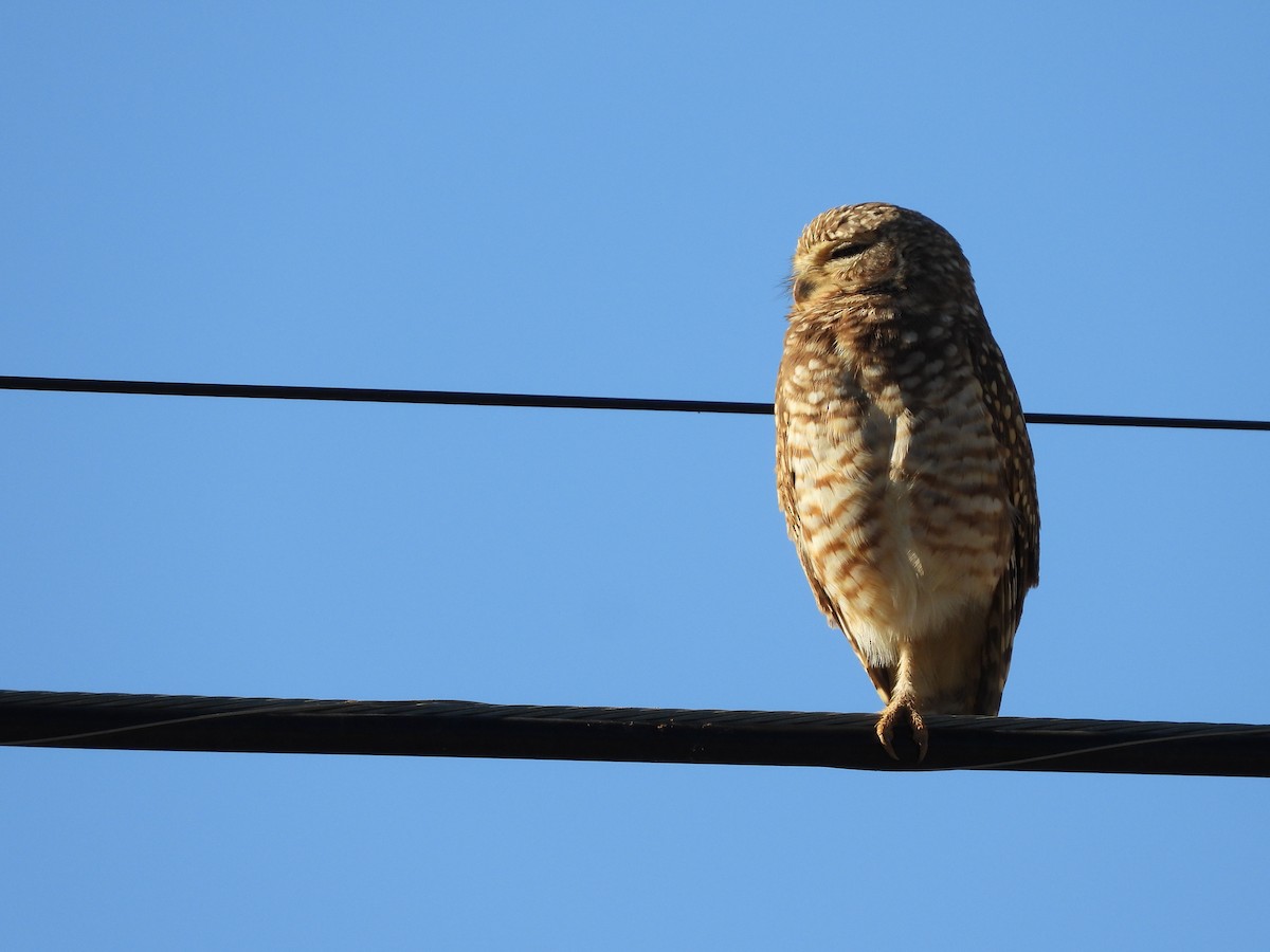 Burrowing Owl - ML255528171