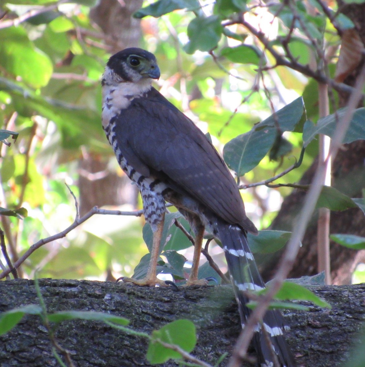 Collared Forest-Falcon - Jim Zook