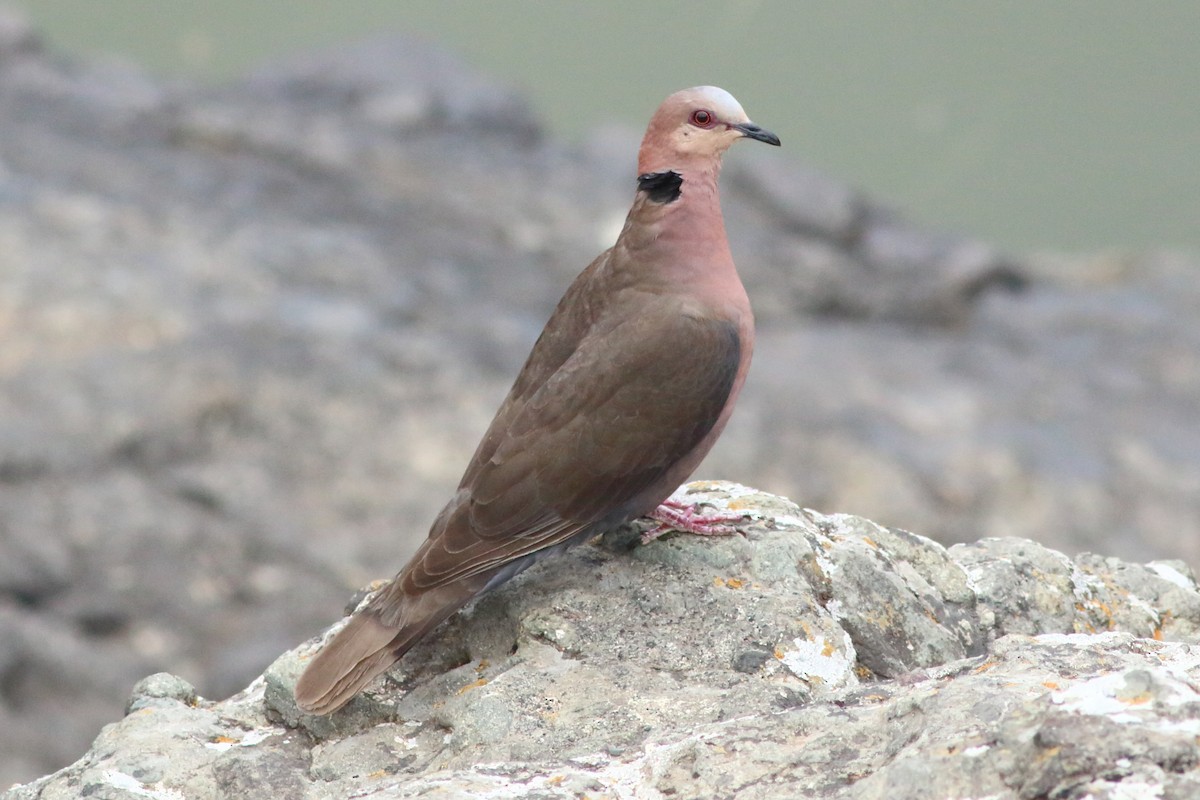 Red-eyed Dove - ML255530221