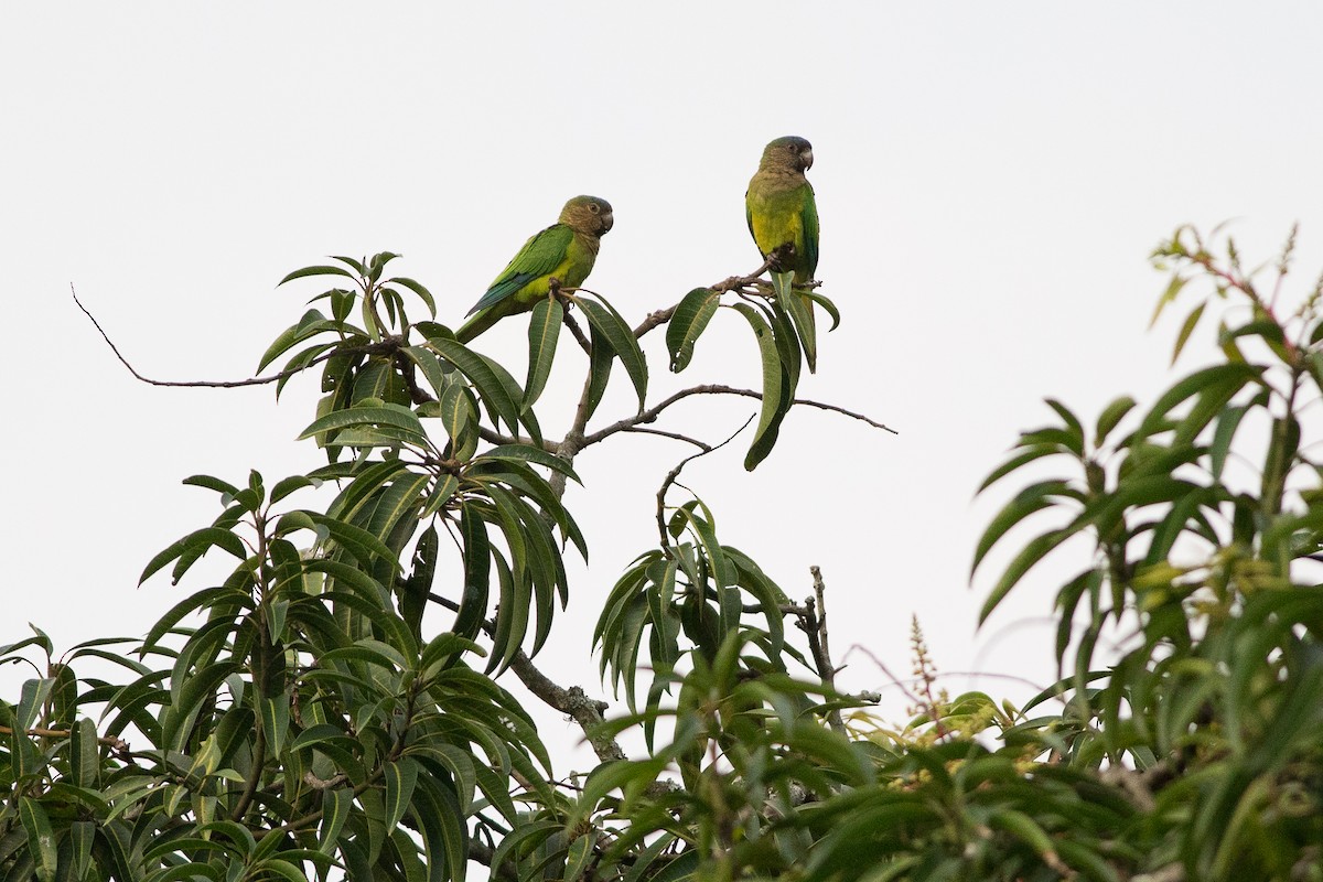 Brown-throated Parakeet (Brown-throated) - ML25553141
