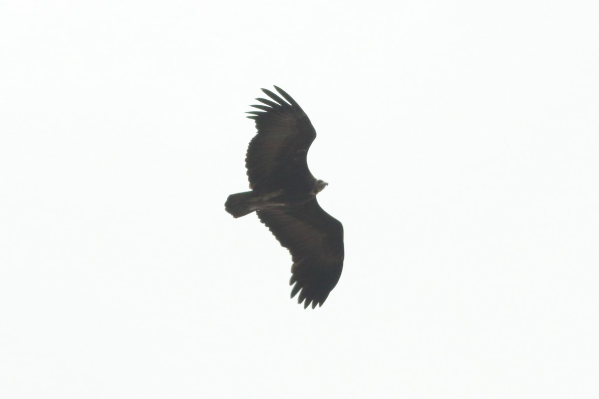 Hooded Vulture - ML255531491