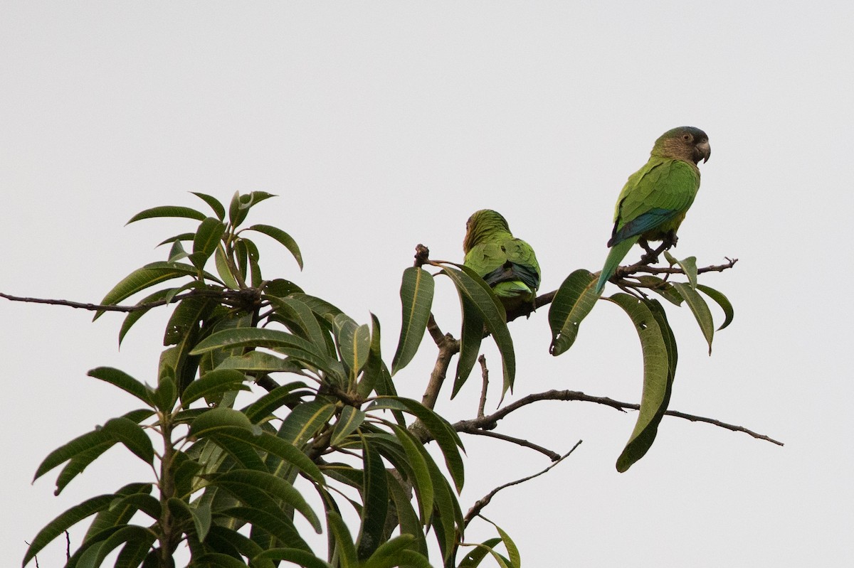 Brown-throated Parakeet (Brown-throated) - ML25553151